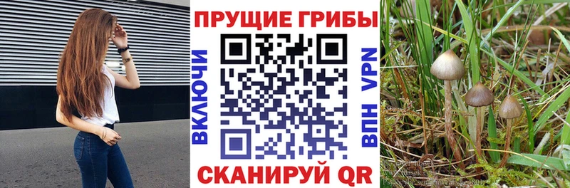 Псилоцибиновые грибы Psilocybe  mega ссылка  Ворсма 